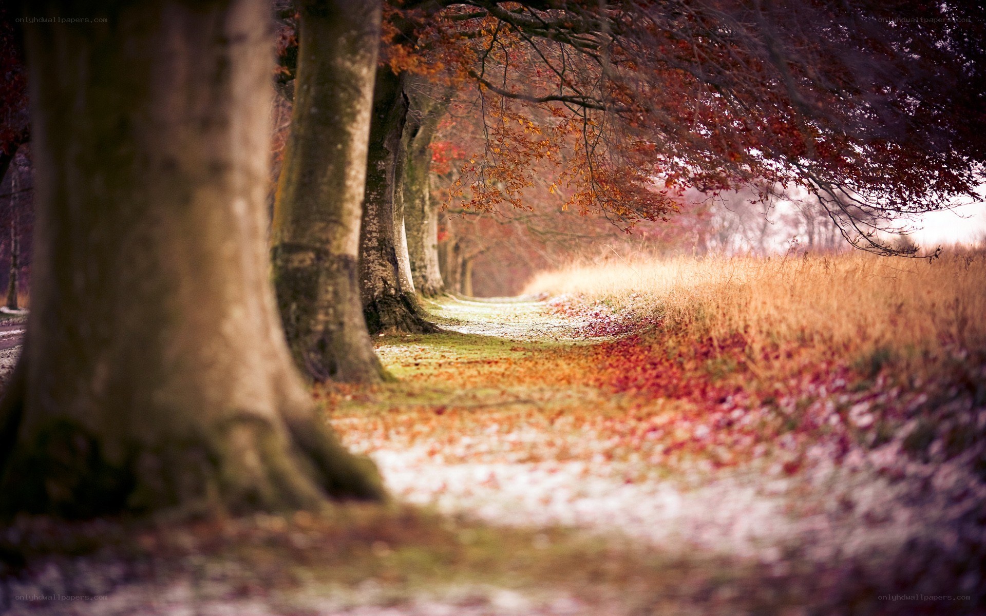 Autumn path with fallen leaves