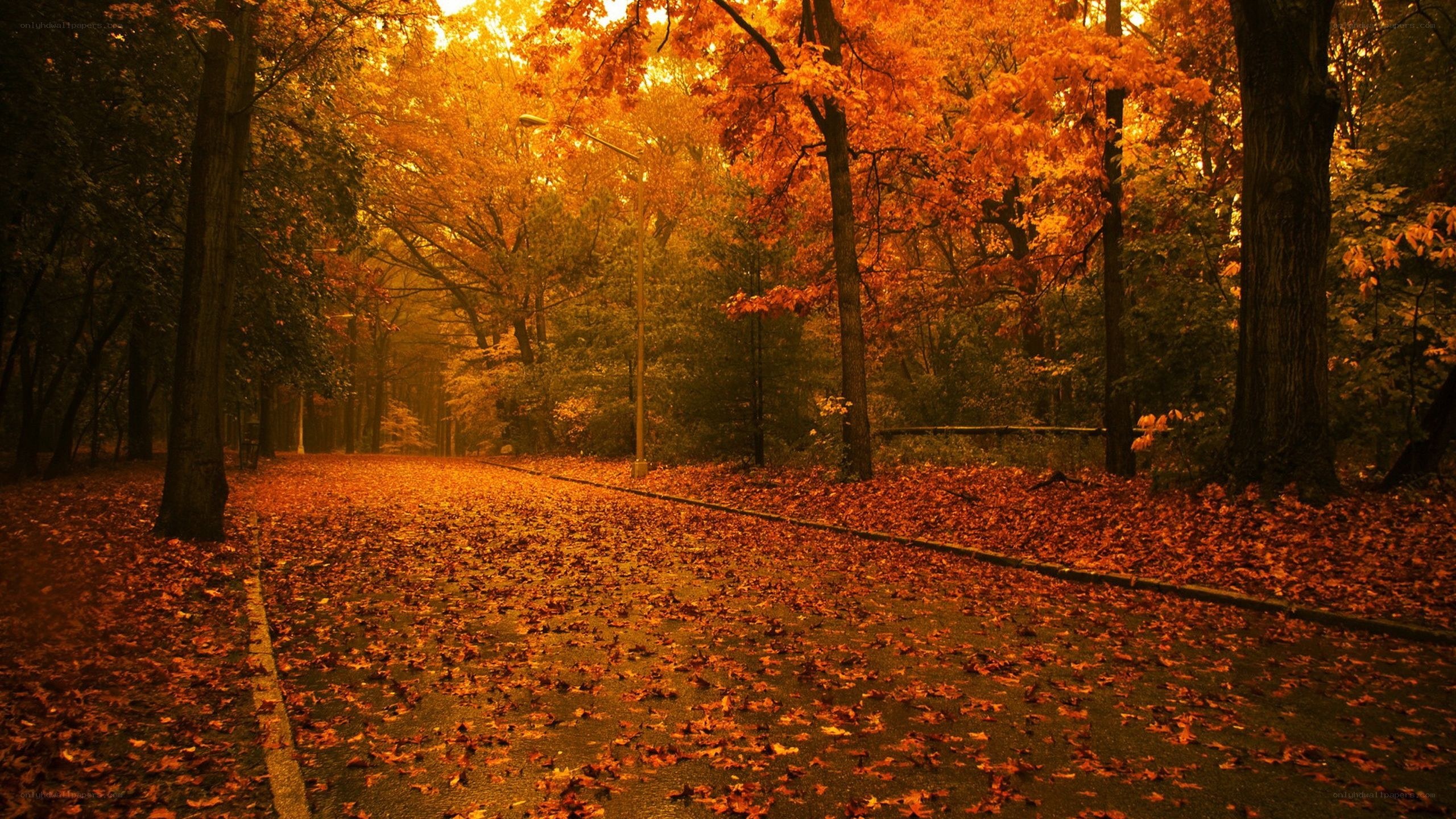 Autumn path with fallen leaves