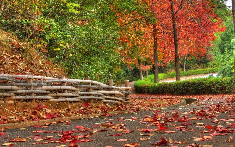 Autumn path with fallen leaves