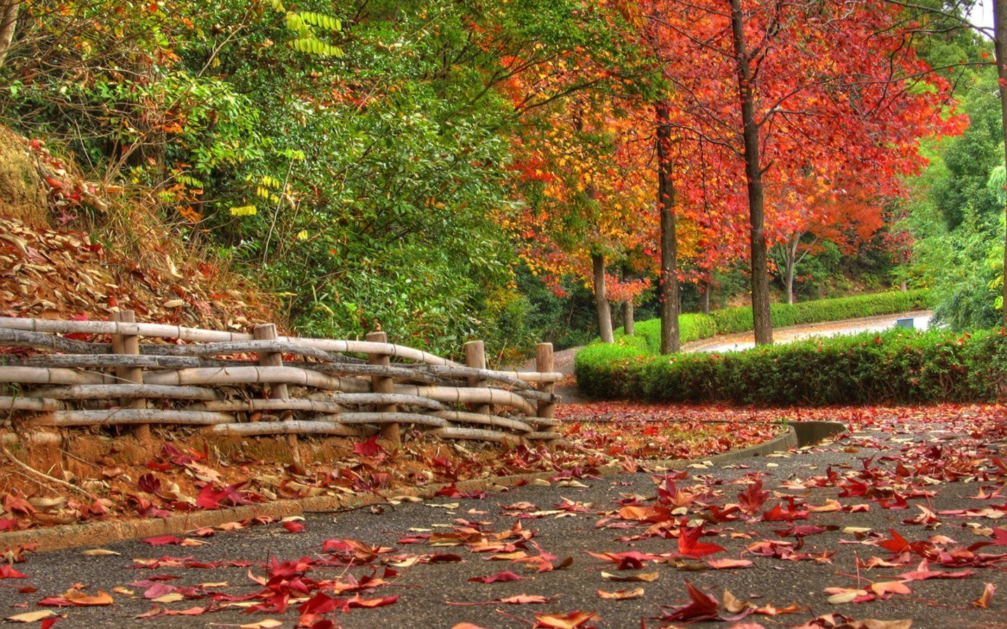 Autumn path with fallen leaves