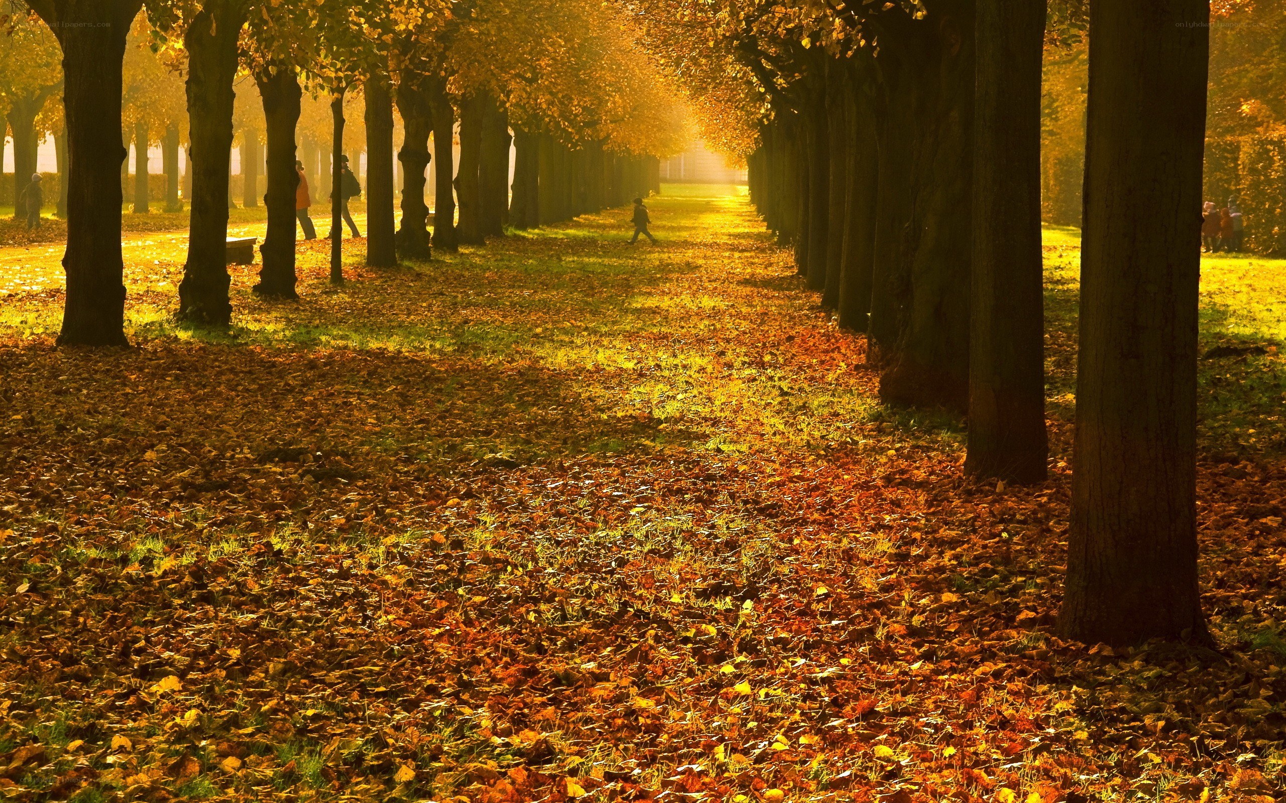 Autumn path with fallen leaves