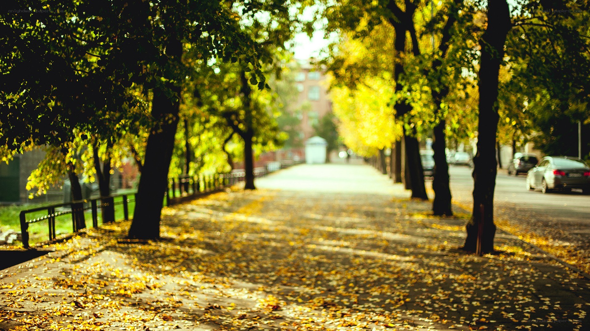 Autumn path with fallen leaves
