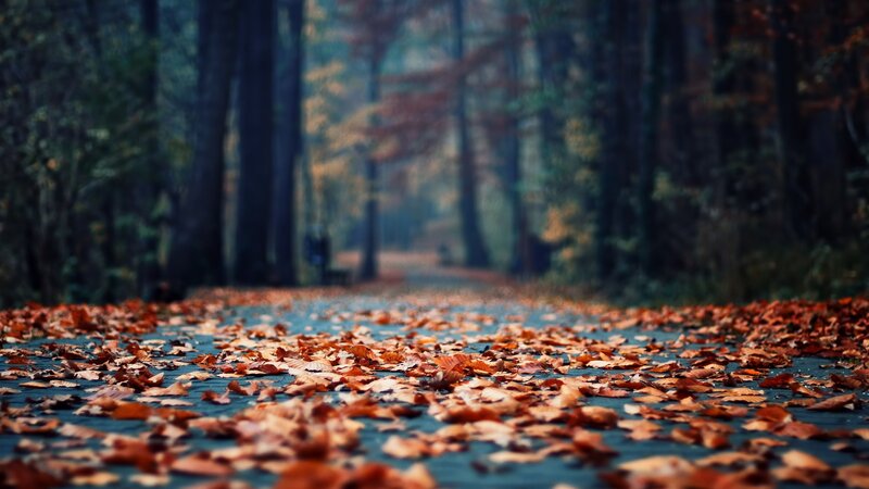 Autumn path with fallen leaves