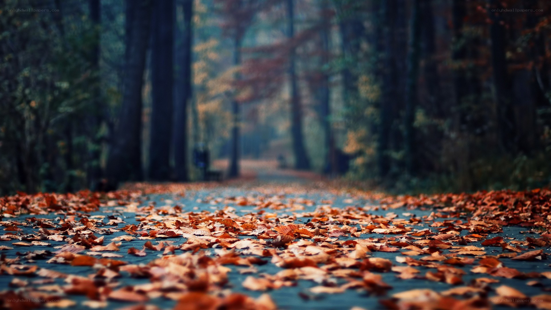 Autumn path with fallen leaves