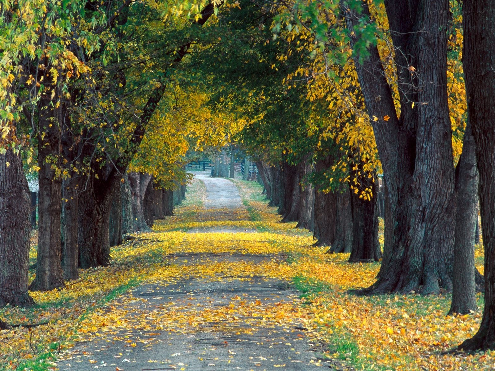 Autumn path with fallen leaves