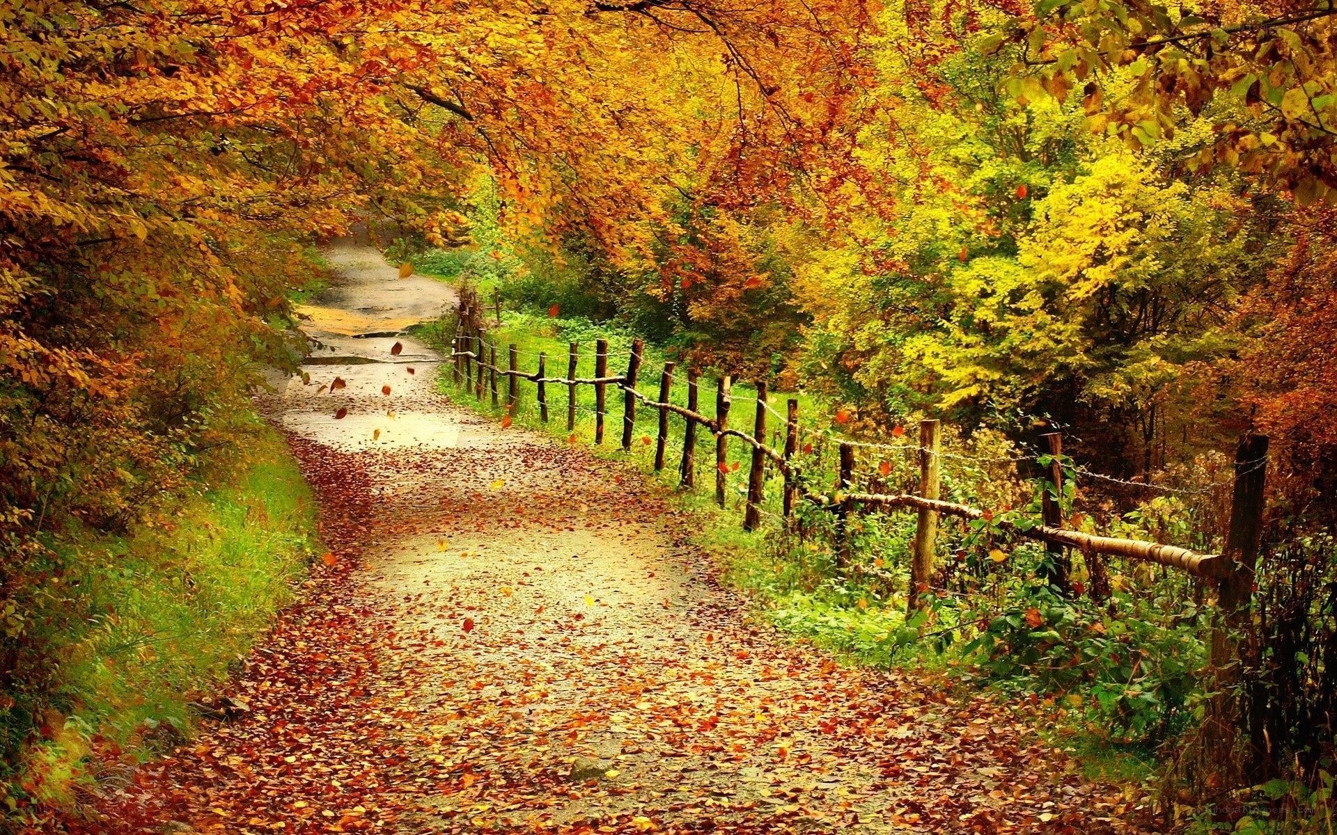 Autumn path with fallen leaves