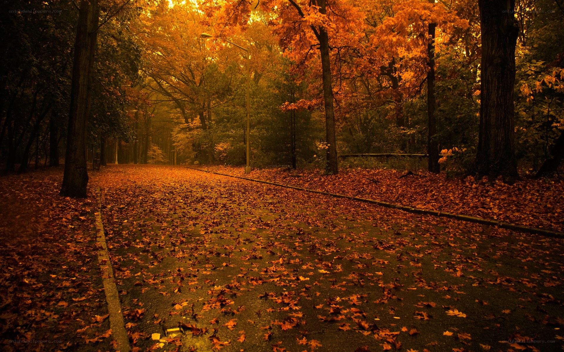 Autumn path with fallen leaves