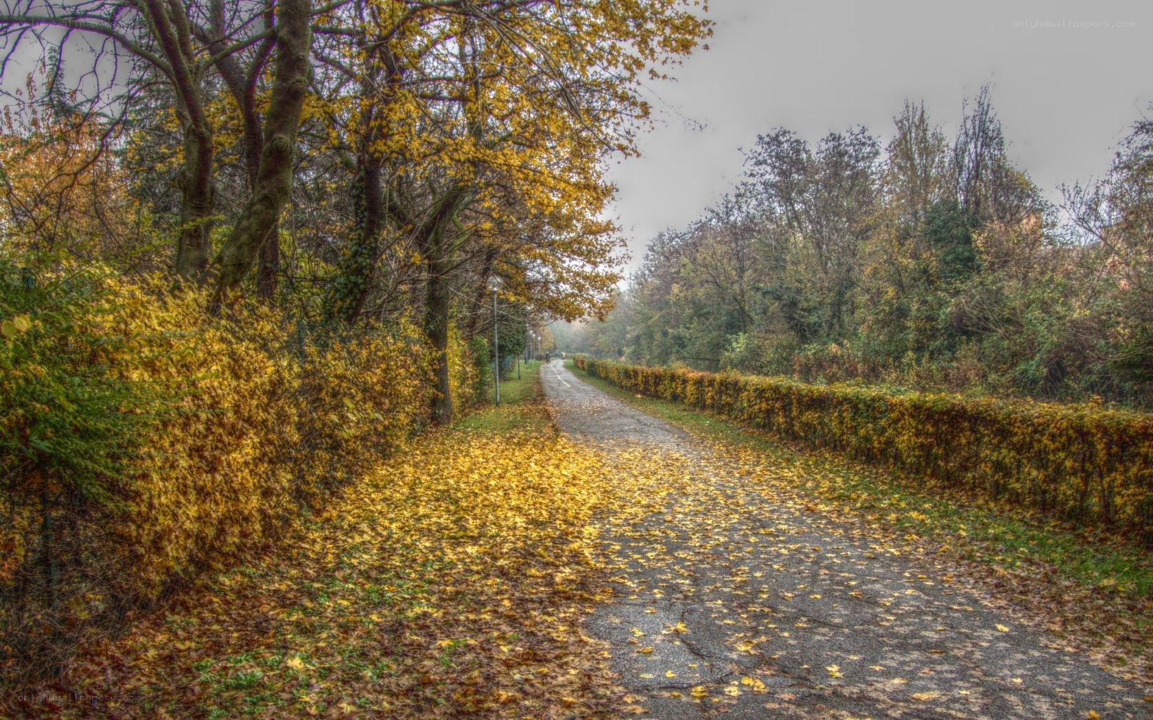 Autumn path with fallen leaves