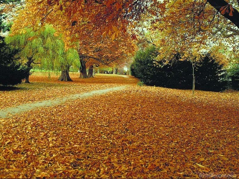 Autumn path with fallen leaves
