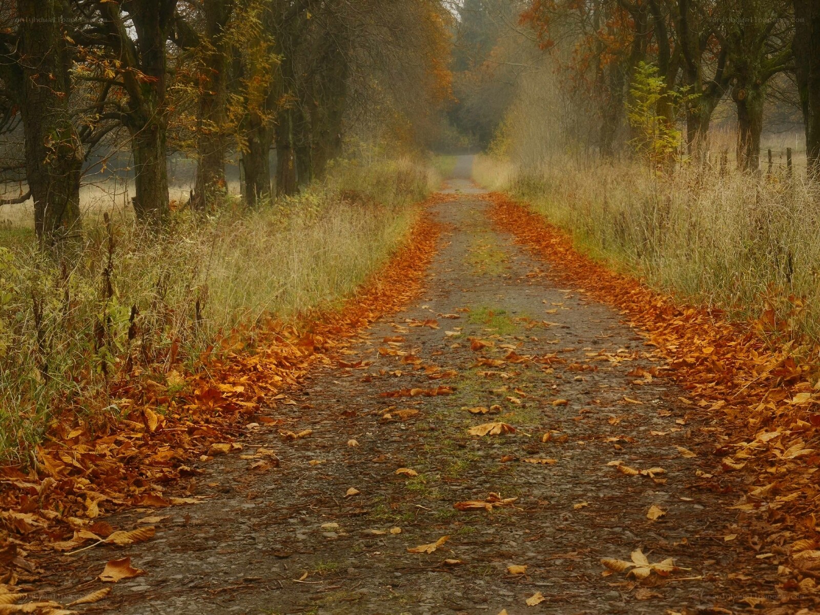 Autumn path with fallen leaves