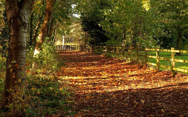 Autumn path with fallen leaves