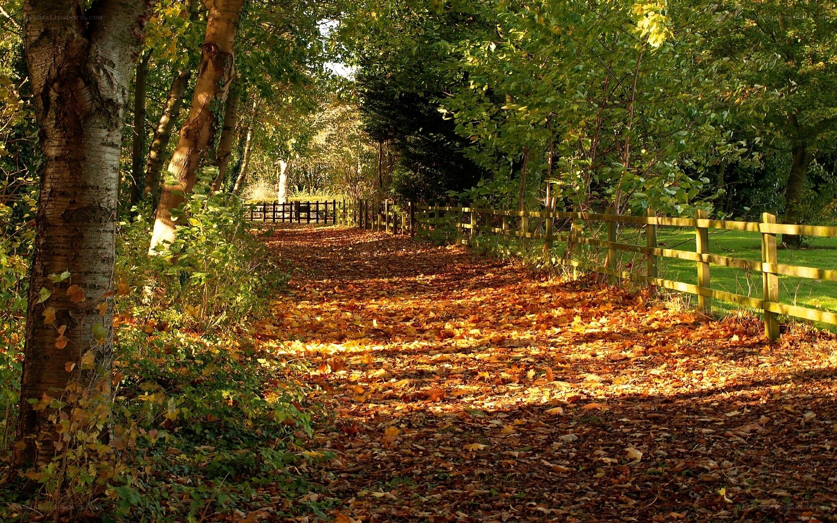 Autumn path with fallen leaves