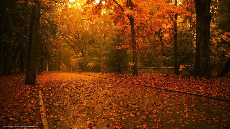Autumn path with fallen leaves