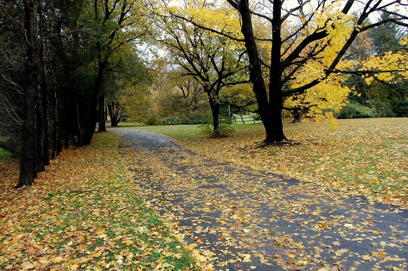 Autumn path with fallen leaves