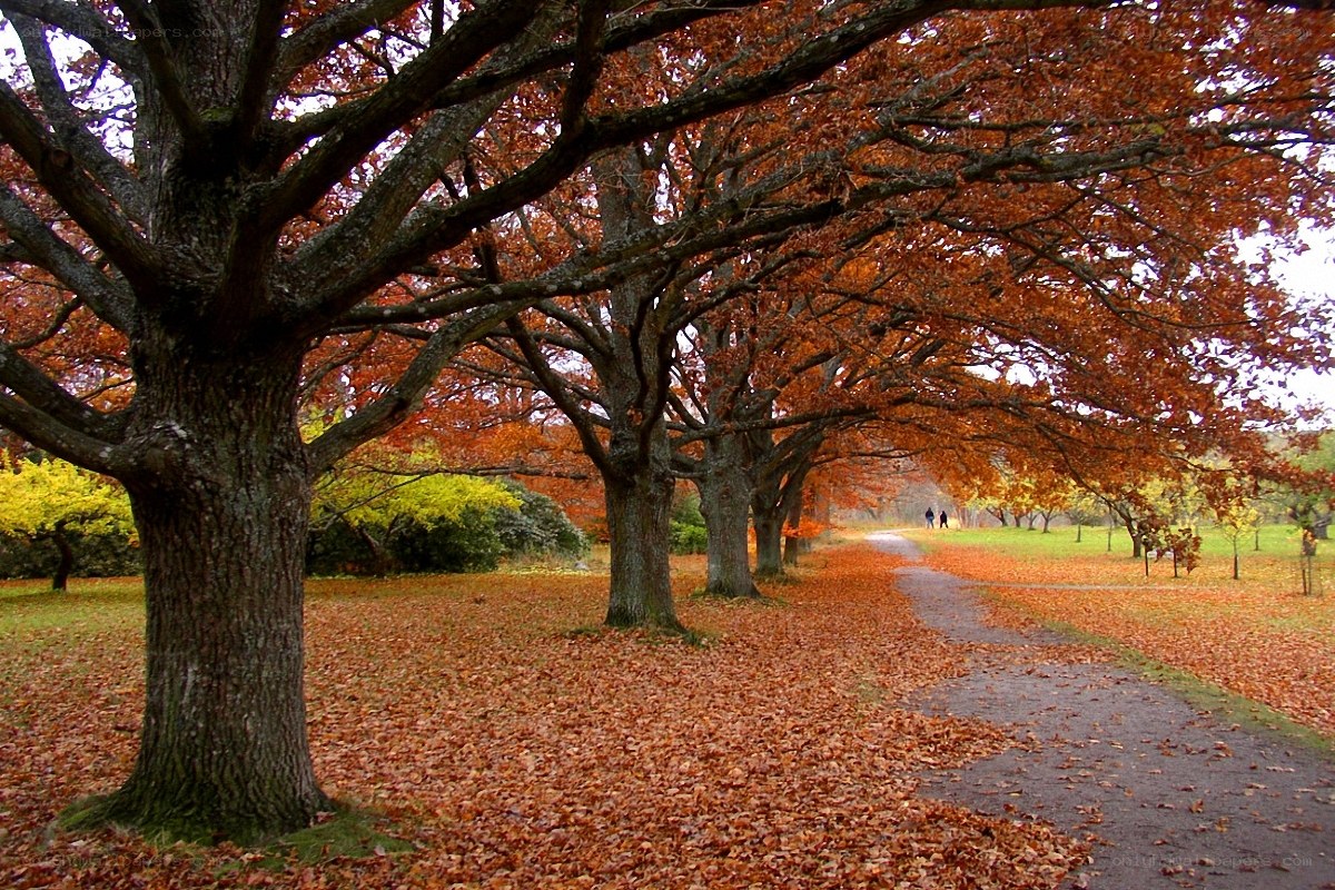 Autumn path with fallen leaves