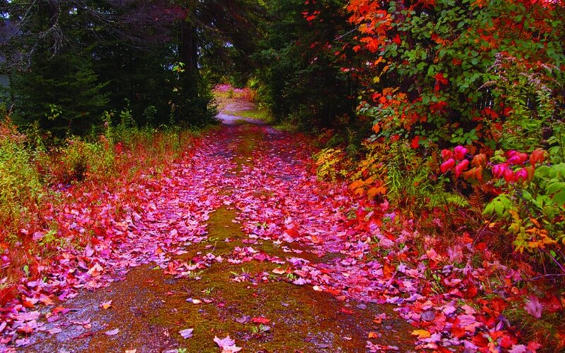 Autumn path with fallen leaves