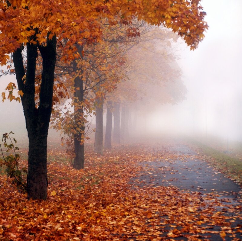 Autumn Path with Fallen Leaves — Orange, Misty