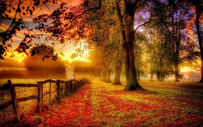 Autumn Path with Fallen Leaves — Orange, Serene, Morning