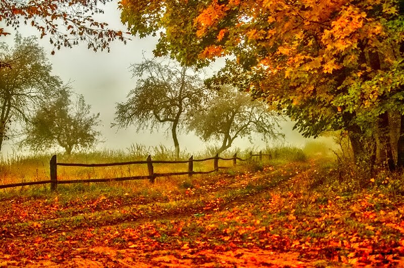 Autumn Path with Fallen Leaves — Orange, Serene, Photograph, Fence