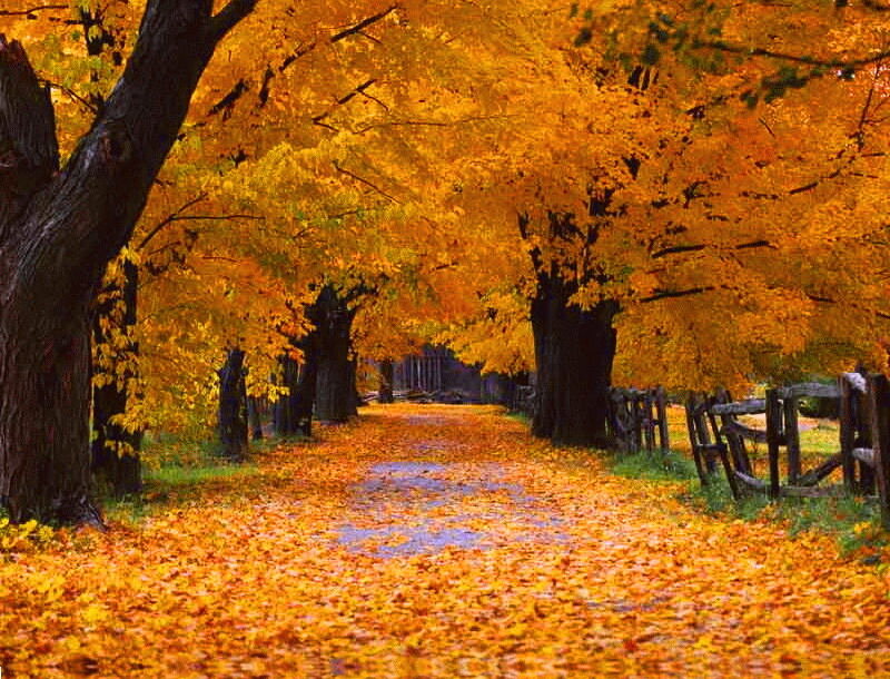 Autumn Path with Fallen Leaves — Orange, Serene, Photograph