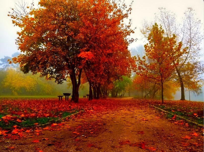 Autumn Path with Fallen Leaves — Orange, Serene, Photograph, Trees, Bench, Fog
