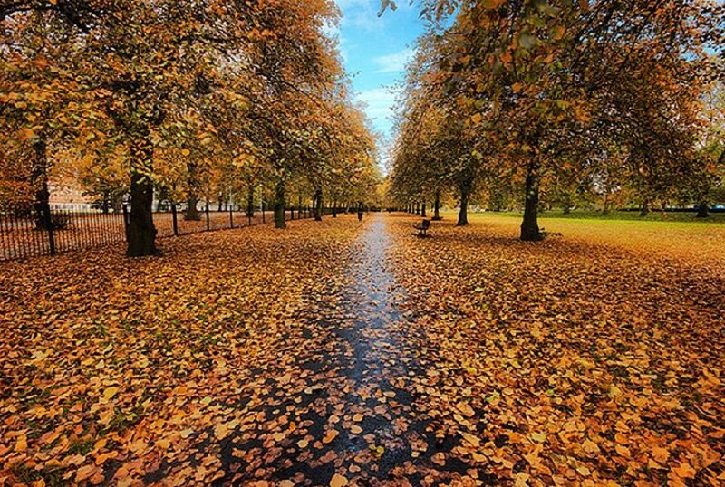 Autumn Path with Fallen Leaves — Orange, Serene, Photograph, Trees, Bench
