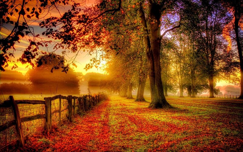 Autumn Path with Fallen Leaves — Orange, Serene, Photograph, Trees, Fence, Mist