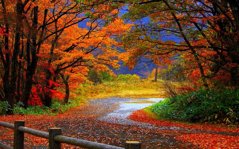 Autumn Path with Fallen Leaves — Orange, Serene, Photograph, Trees, Fence
