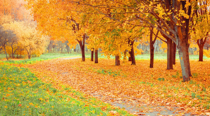 Autumn Path with Fallen Leaves — Orange, Serene, Photograph, Trees, Grass