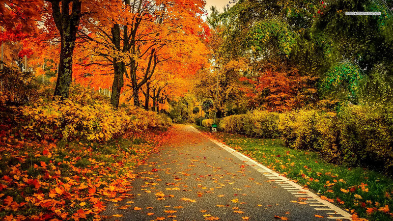 Autumn Path with Fallen Leaves — Orange, Serene, Photograph, Trees, Hedge