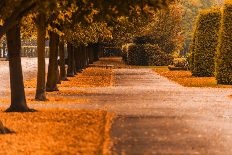 Autumn Path with Fallen Leaves — Orange, Serene, Photograph, Trees, Hedges