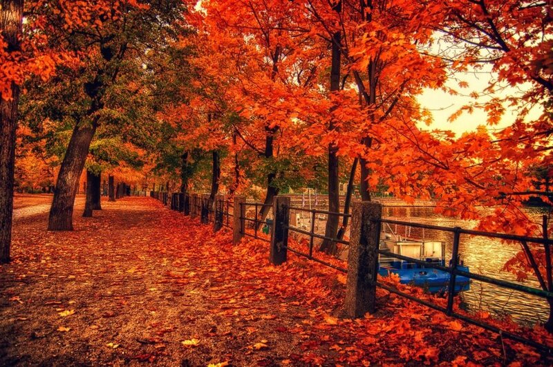Autumn Path with Fallen Leaves — Orange, Serene, Photograph, Trees, River