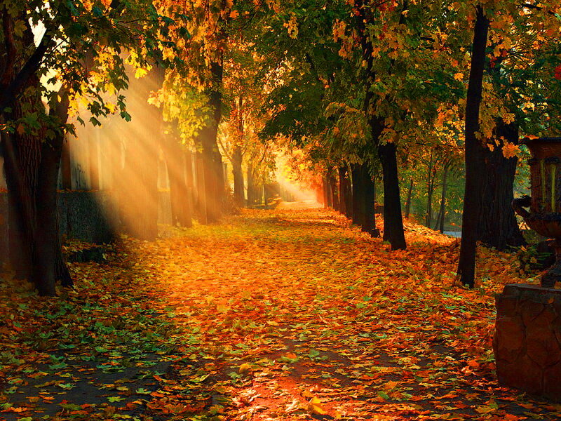 Autumn Path with Fallen Leaves — Orange, Serene, Photograph, Trees, Sunlight
