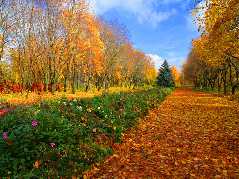 Autumn Path with Fallen Leaves — Orange, Serene, Photograph, Trees