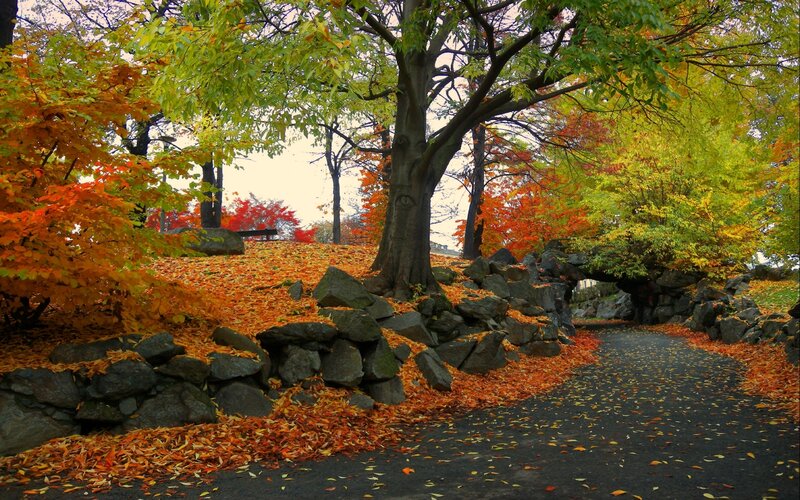 Autumn Path with Fallen Leaves — Orange, Serene