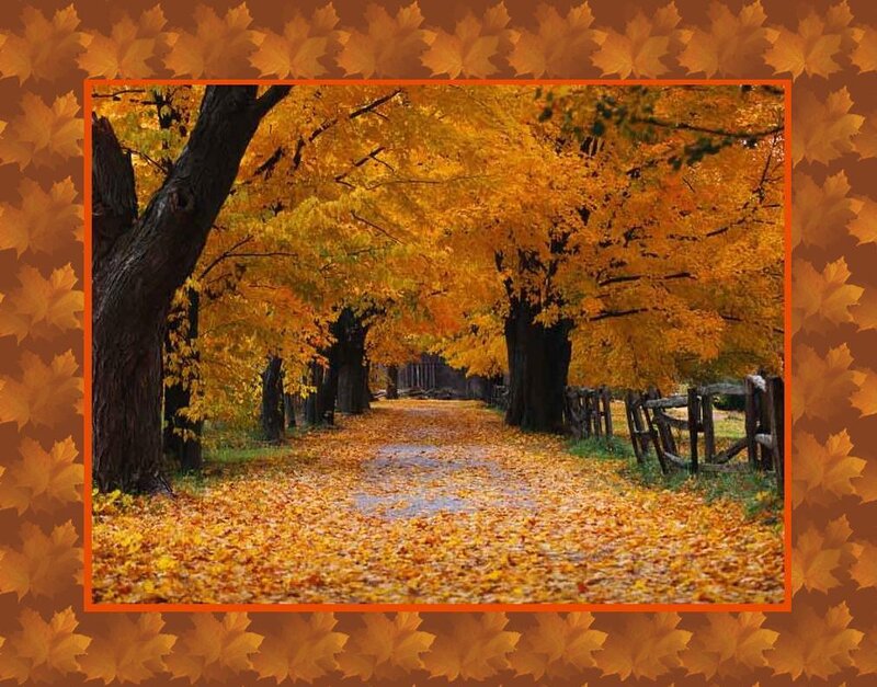 Autumn Path with Fallen Leaves — Orange