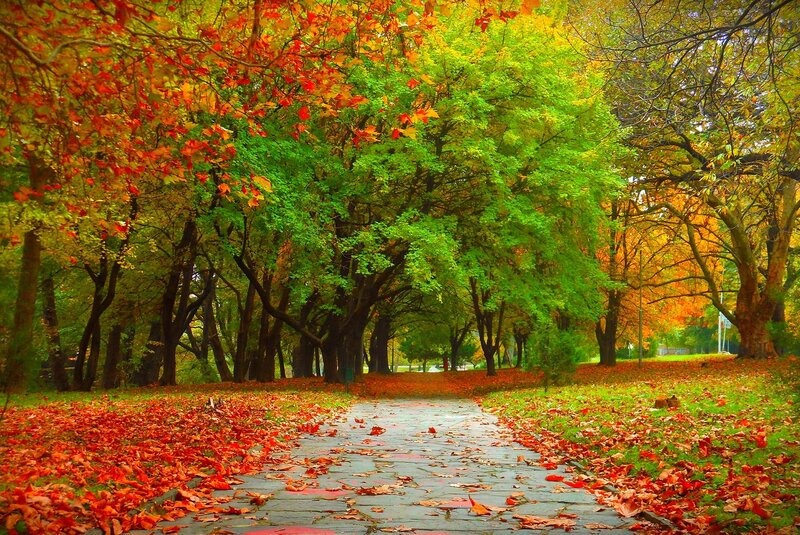 Autumn Path with Fallen Leaves — Red, Serene, Photograph