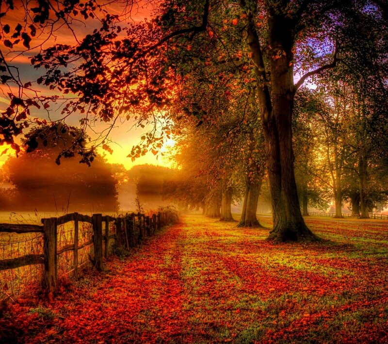 Autumn Path with Fallen Leaves — Red, Serene, Photograph, Trees, Fence