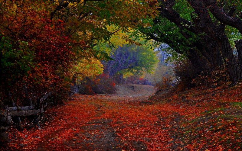 Autumn Path with Fallen Leaves — Red, Serene, Photograph, Trees