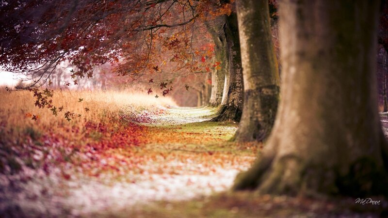 Autumn Path with Fallen Leaves — Red, Serene