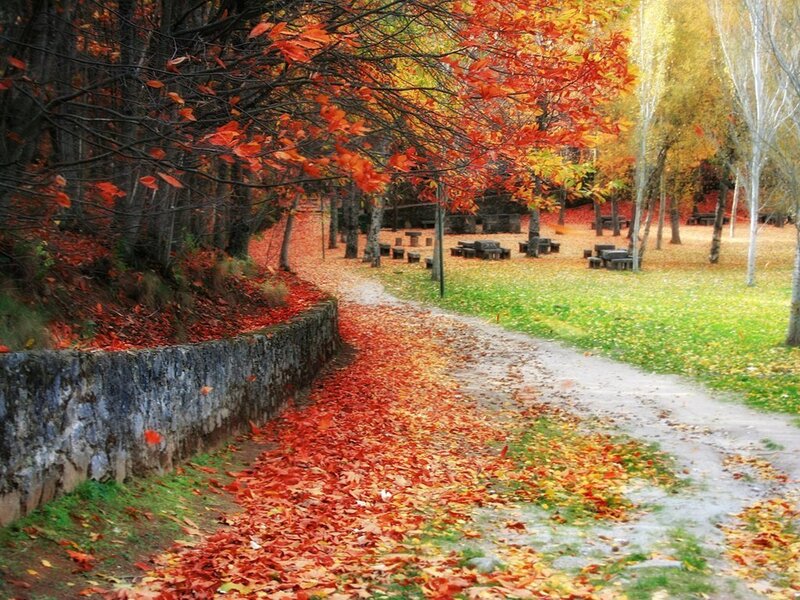Autumn Path with Fallen Leaves — Red