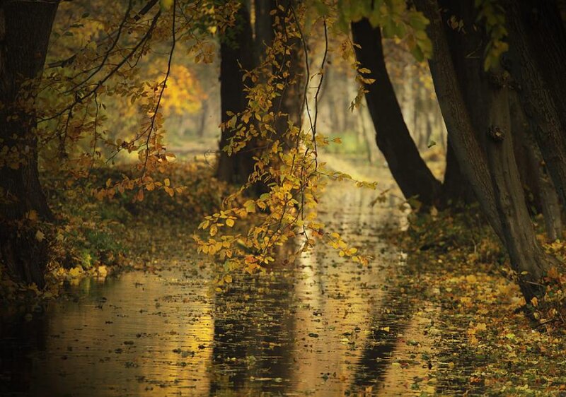 Autumn Path with Fallen Leaves — Yellow, Serene, Photograph