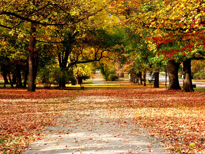 Autumn Path with Fallen Leaves — Yellow, Serene, Photograph, Trees, Bench