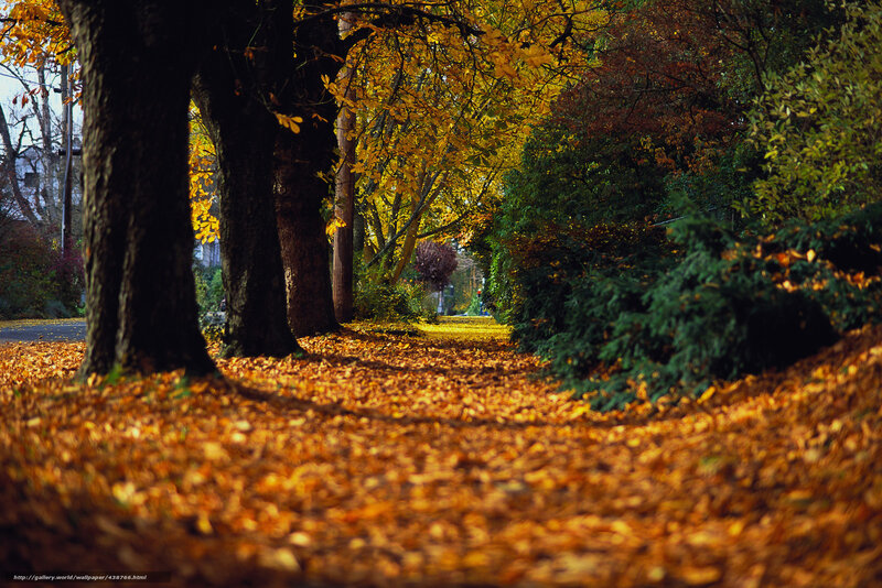 Autumn Path with Fallen Leaves — Yellow, Serene, Photograph, Trees, Bushes