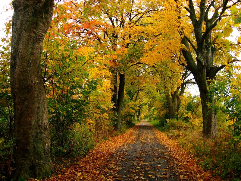 Autumn Path with Fallen Leaves — Yellow, Serene, Photograph, Trees, Forest