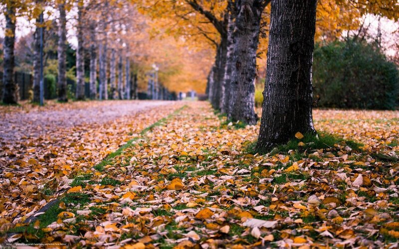 Autumn Path with Fallen Leaves — Yellow, Serene, Photograph, Trees, Grass