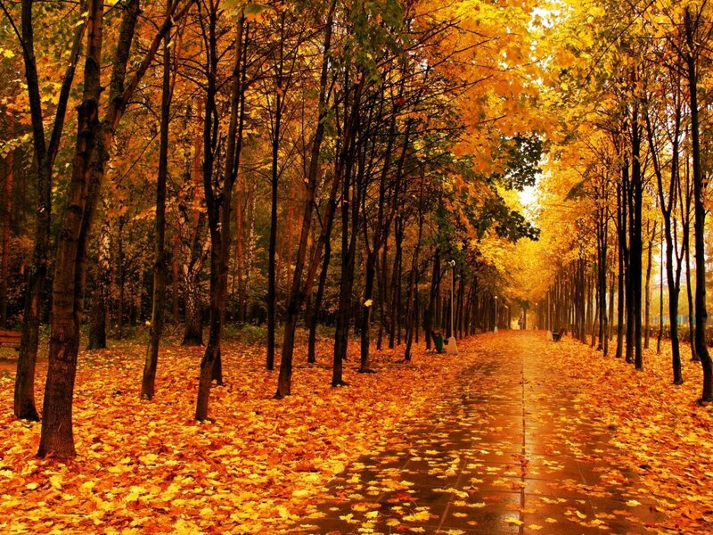 Autumn Path with Fallen Leaves — Yellow, Serene, Photograph, Trees, Light