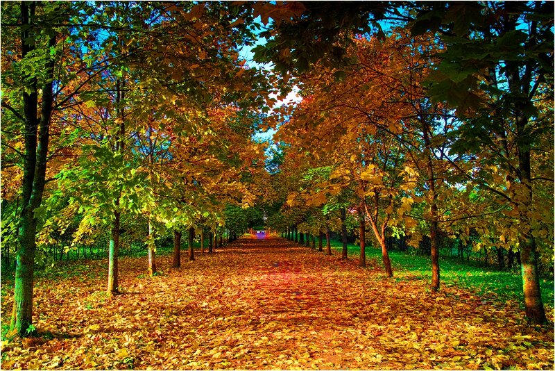 Autumn Path with Fallen Leaves — Yellow, Serene, Photograph, Trees, Sky