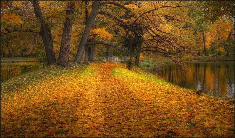 Autumn Path with Fallen Leaves — Yellow, Serene, Photograph, Trees
