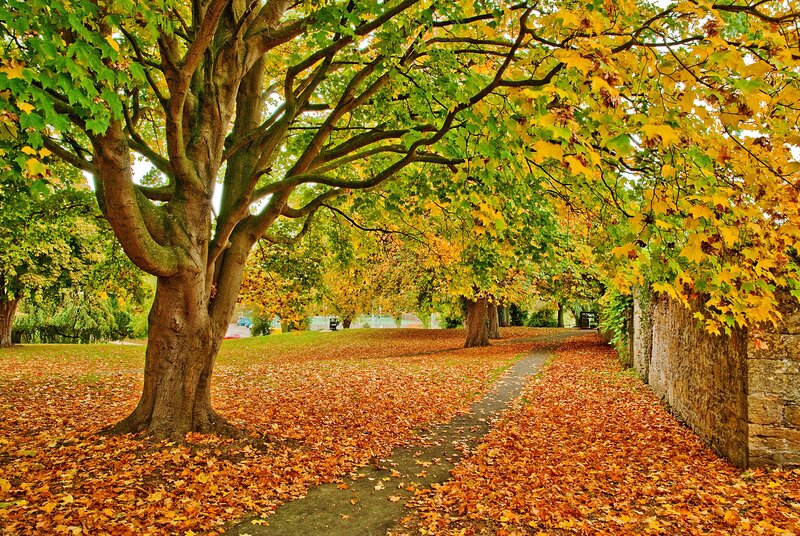 Autumn Path with Fallen Leaves — Yellow, Serene, Photograph, Trees, Wall